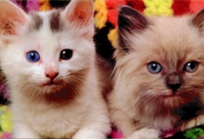 chaton trop mignon!!!